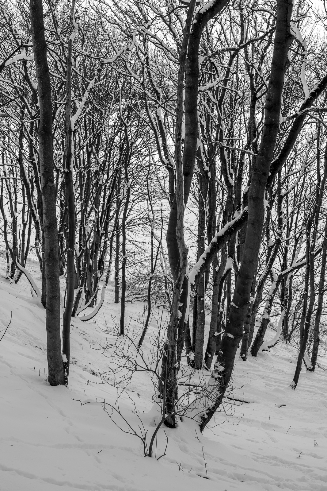 L1003644.jpg